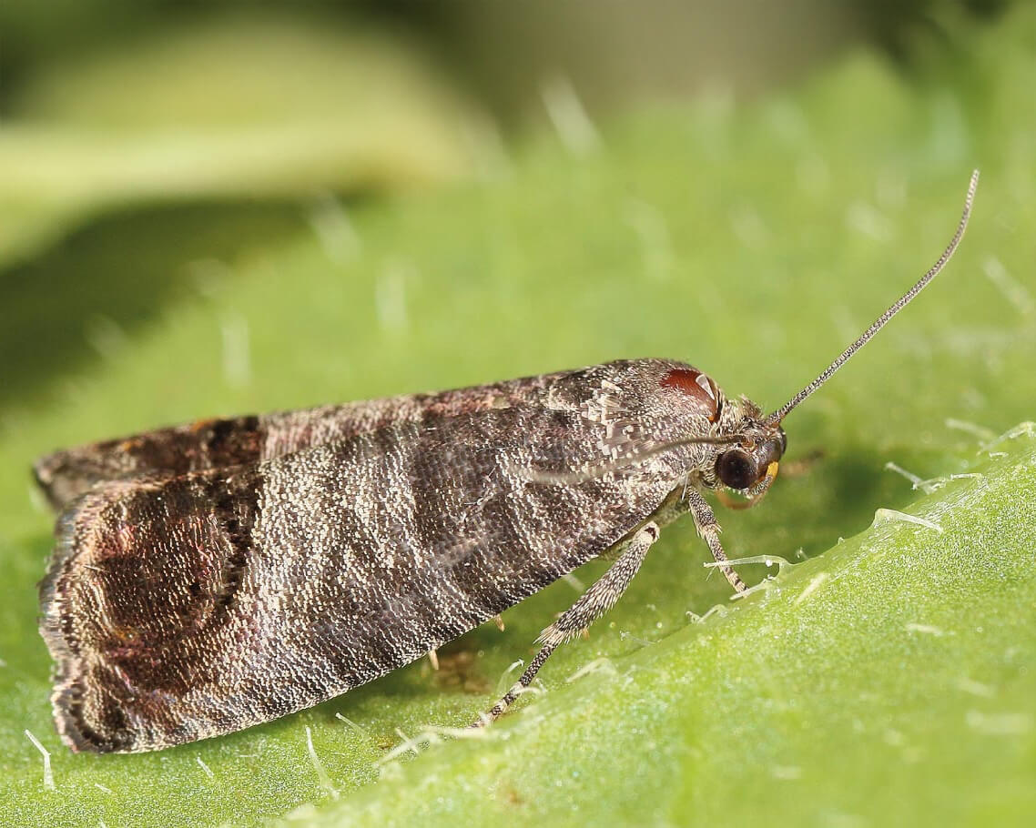 Description alternative par défaut