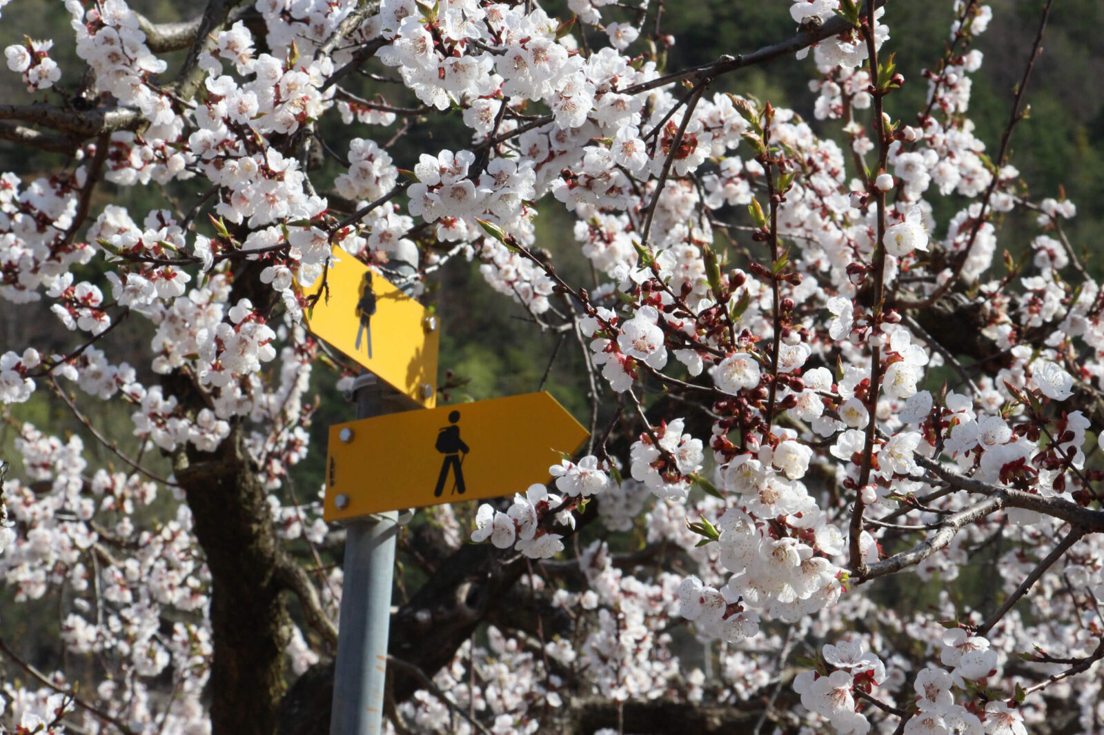 Description alternative par défaut