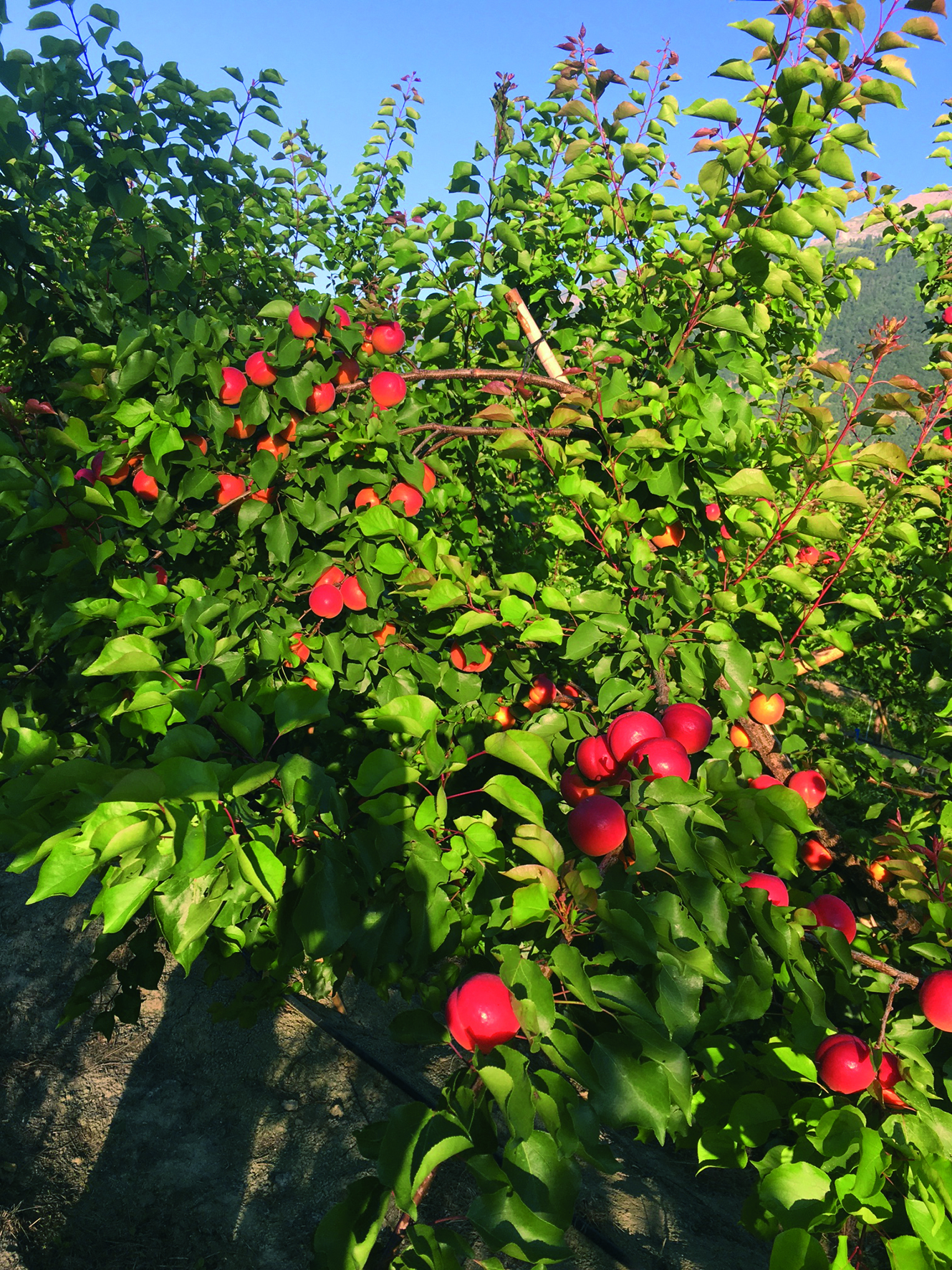 Description alternative par défaut