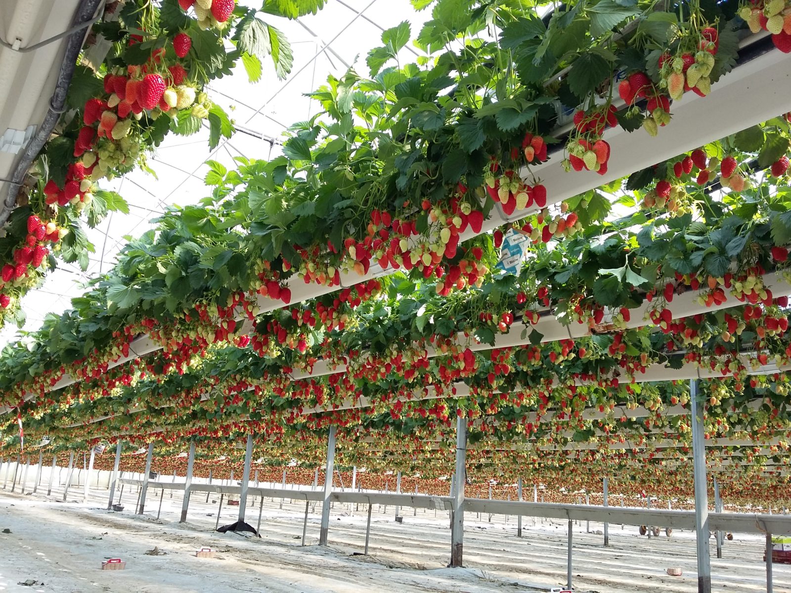 Description alternative par défaut