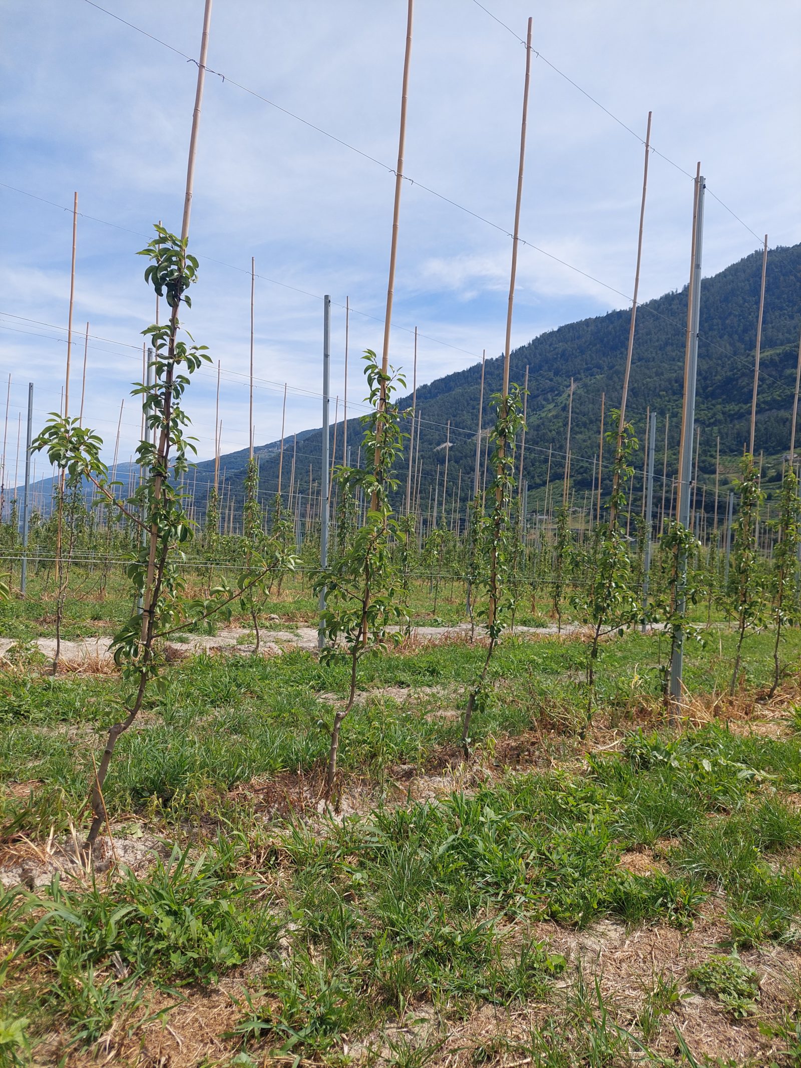 Description alternative par défaut