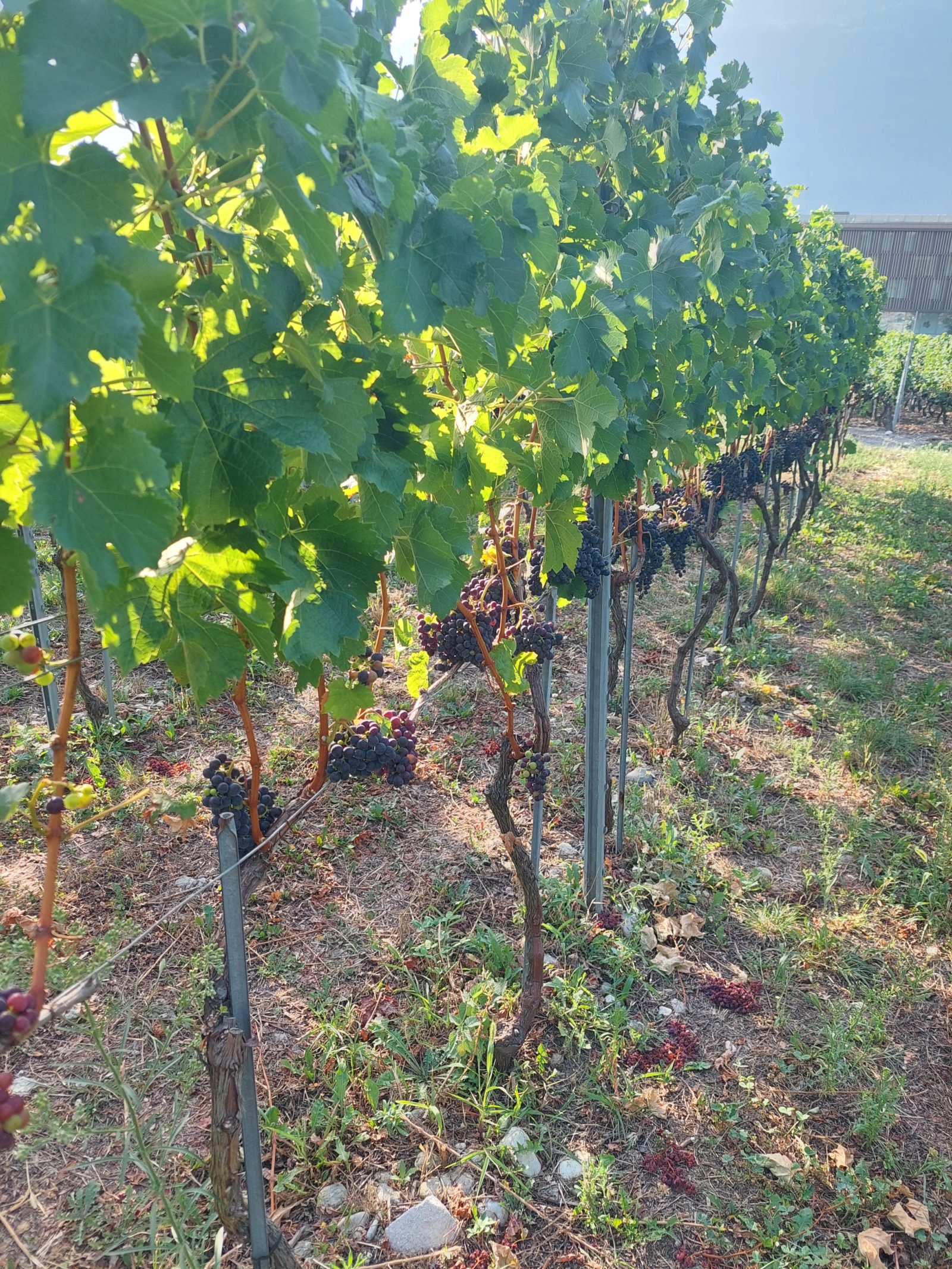 Description alternative par défaut