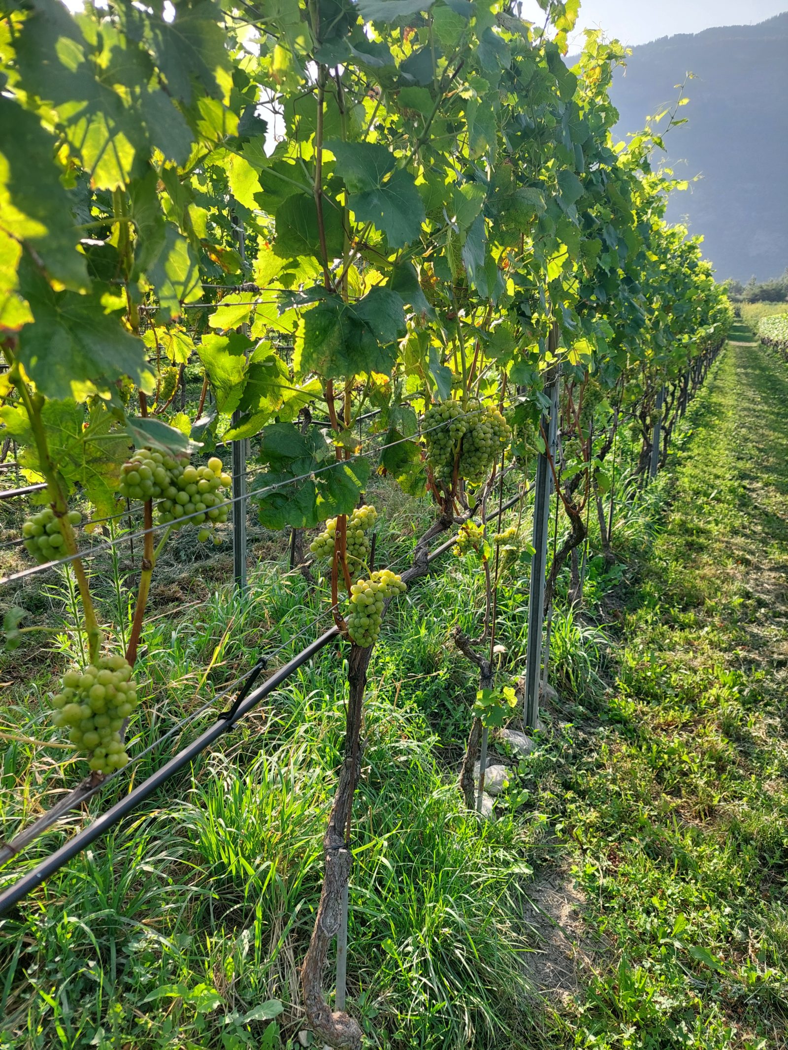 Description alternative par défaut