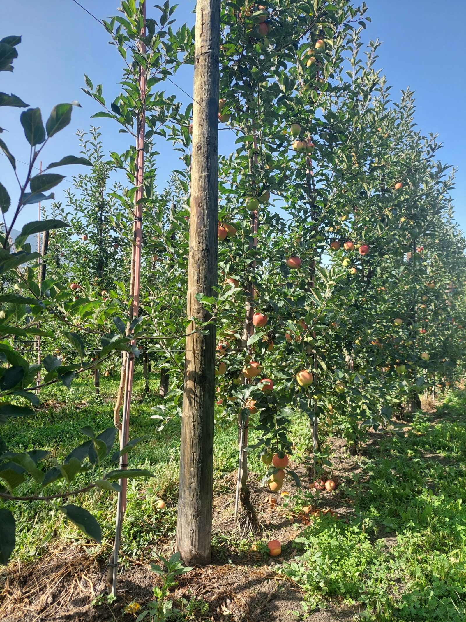 Description alternative par défaut