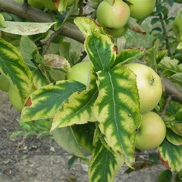 Description alternative par défaut