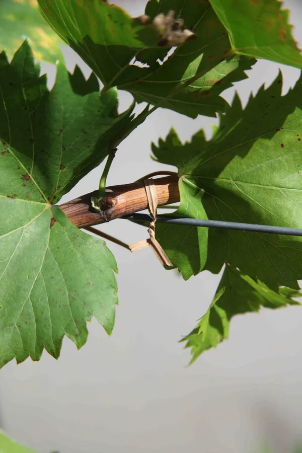 Description alternative par défaut