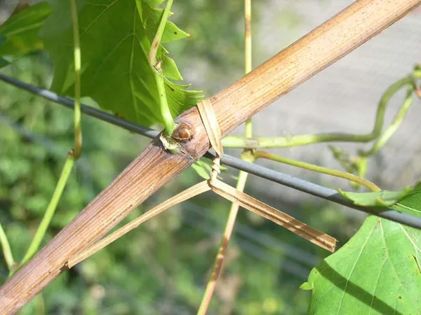 Description alternative par défaut