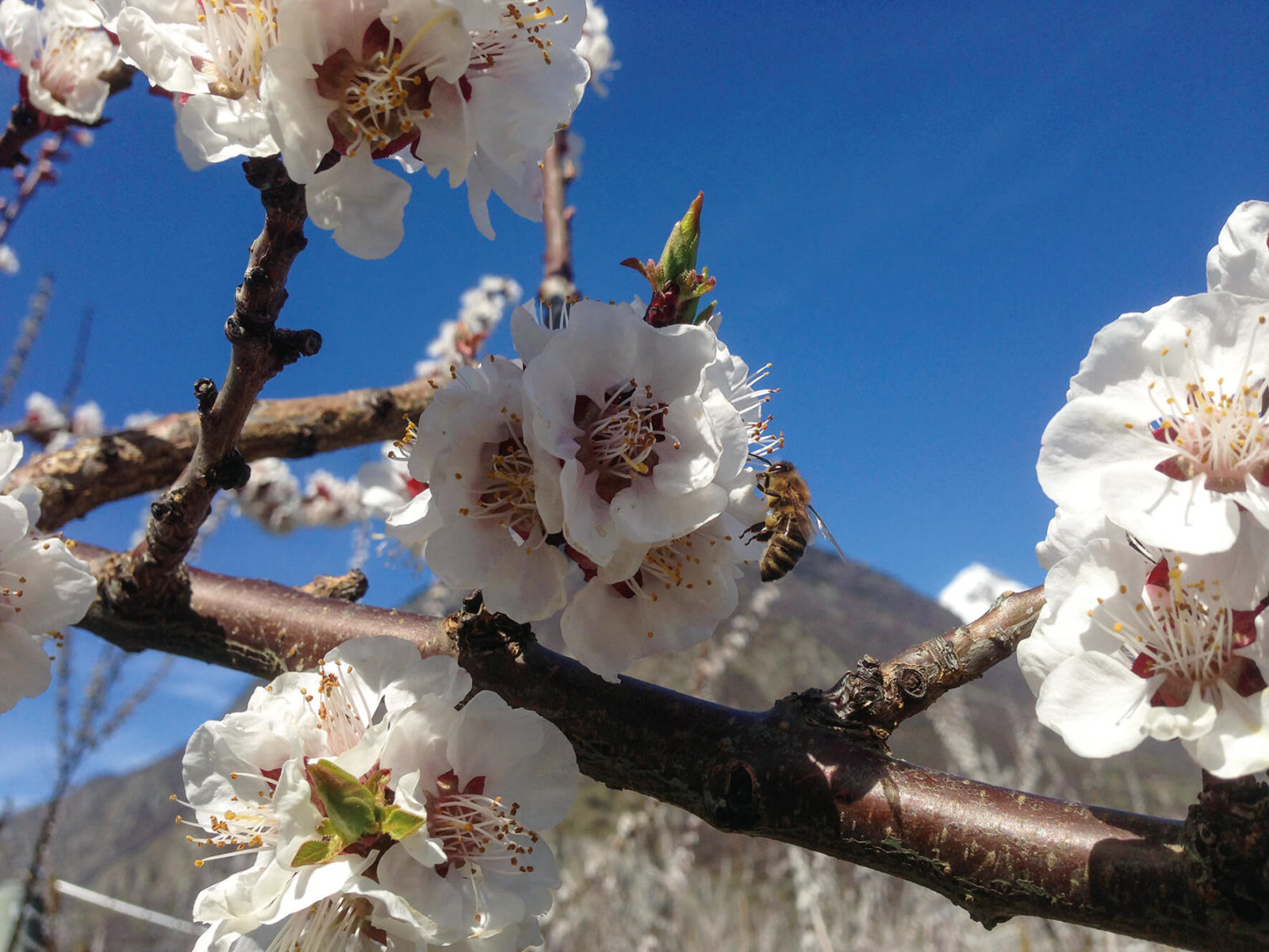 Description alternative par défaut