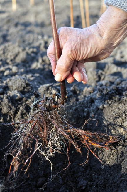 Description alternative par défaut