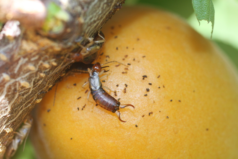 Description alternative par défaut