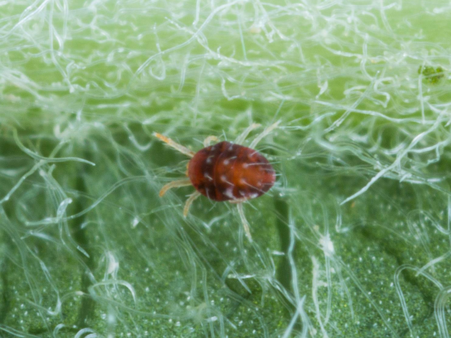 Description alternative par défaut