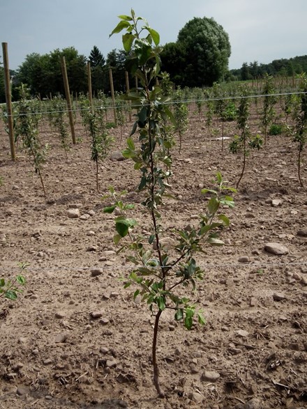 Description alternative par défaut