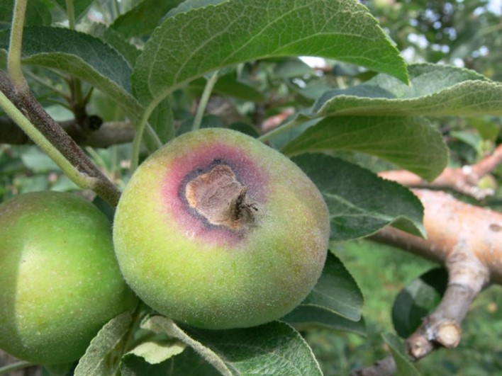 Description alternative par défaut