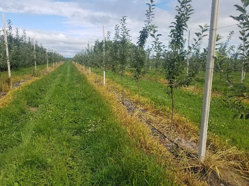 Description alternative par défaut