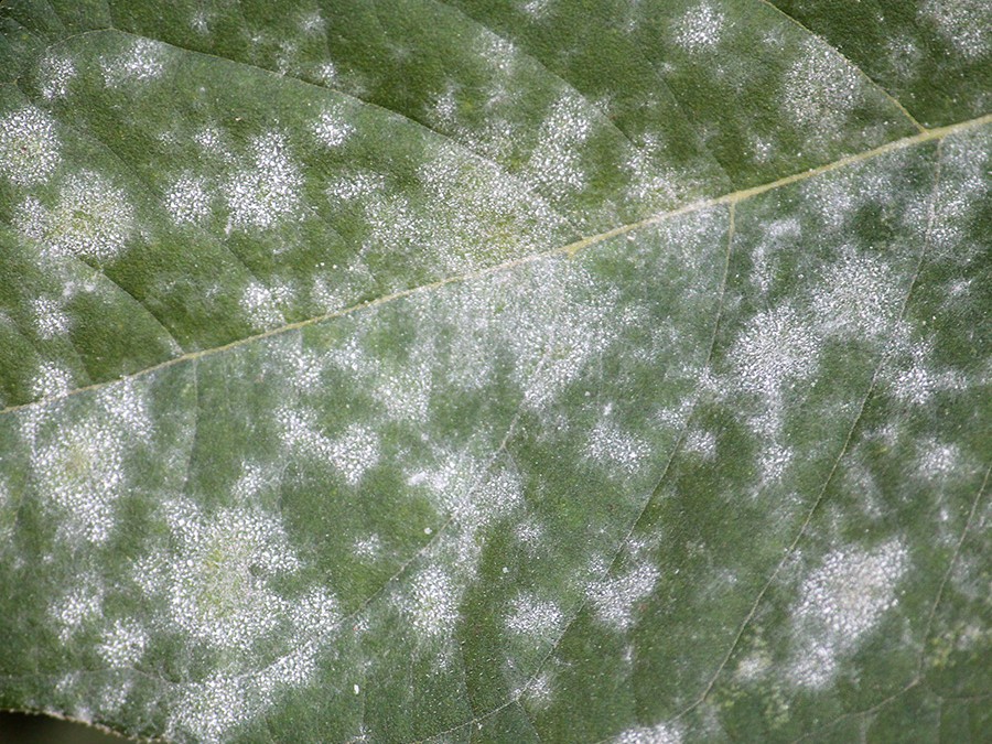 Description alternative par défaut