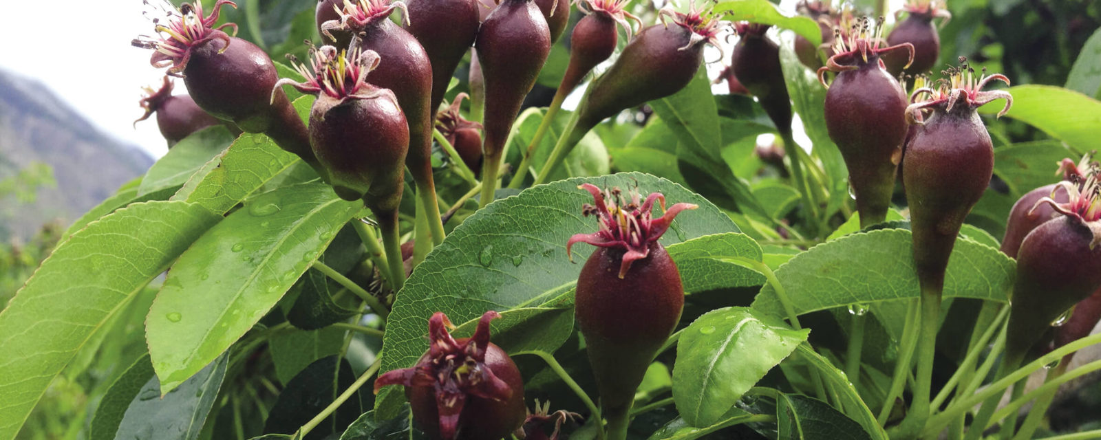 Description alternative par défaut