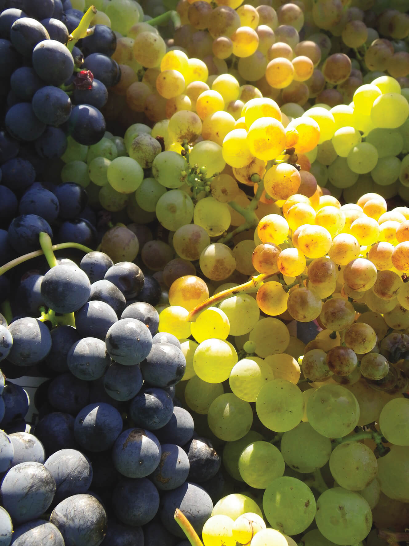 Description alternative par défaut