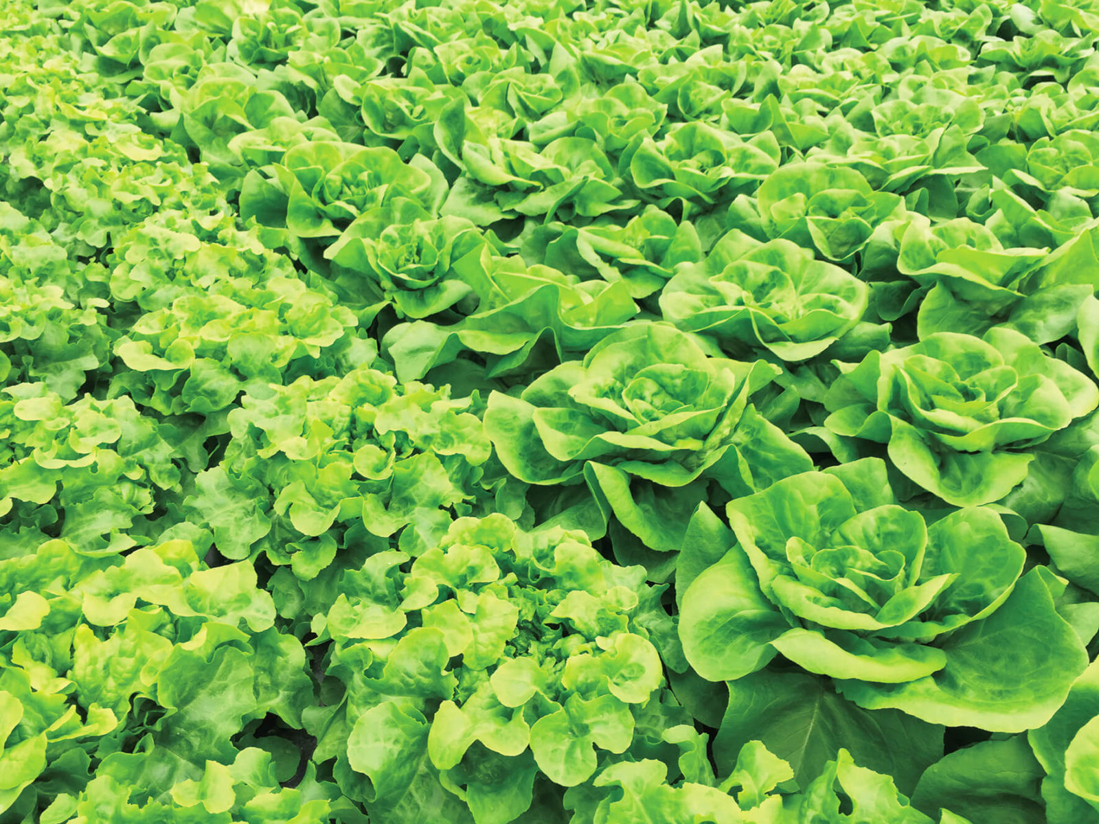 Description alternative par défaut