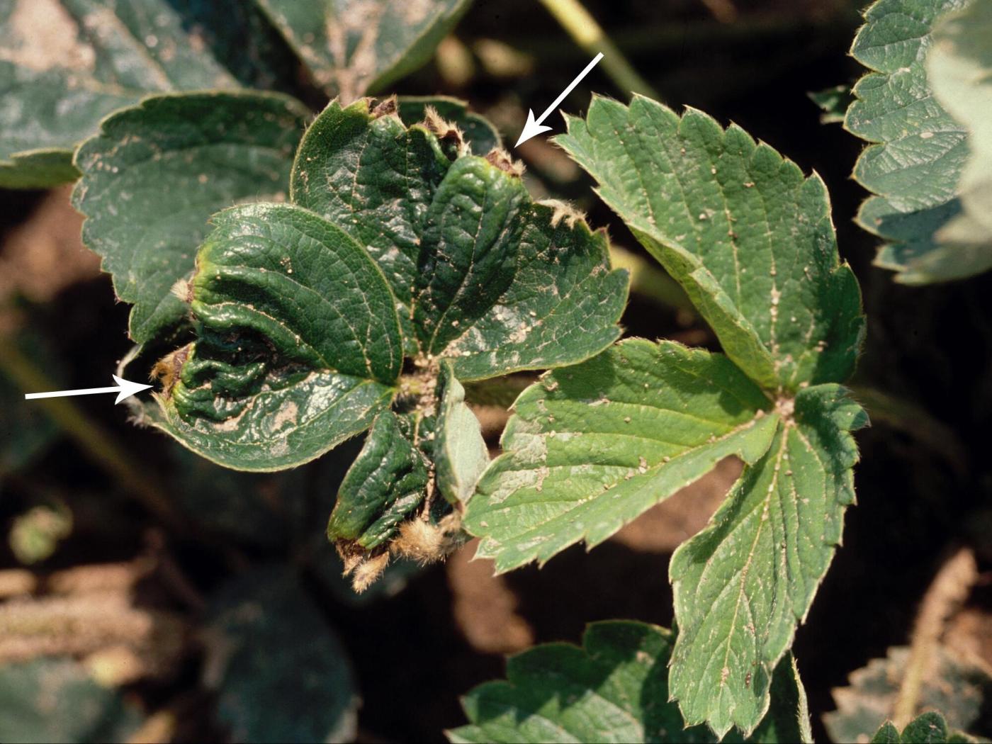 Description alternative par défaut