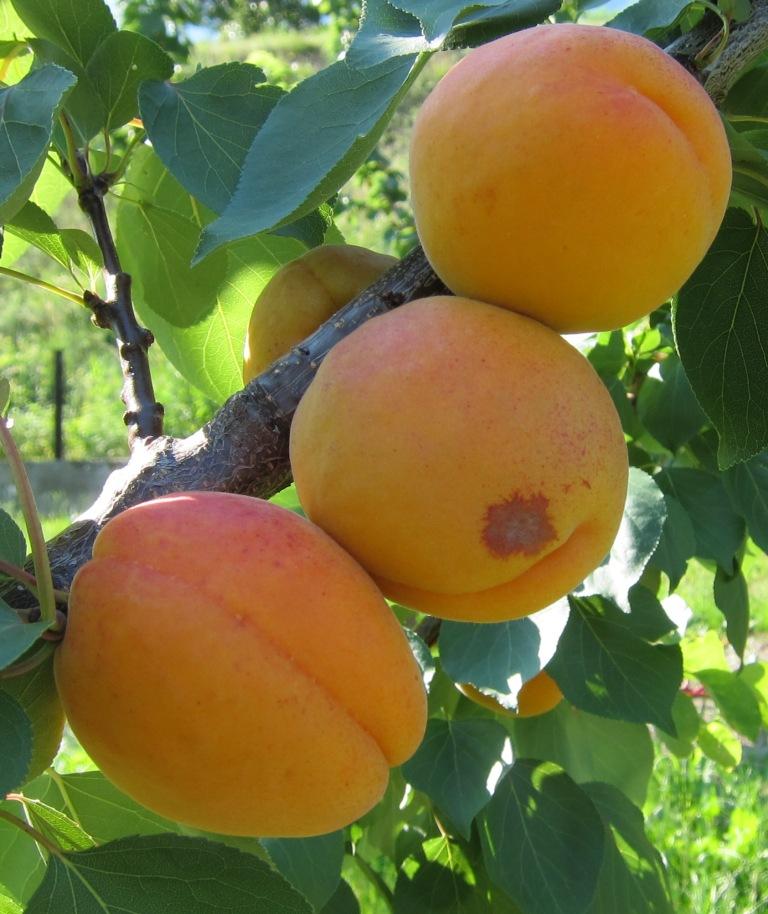 Description alternative par défaut