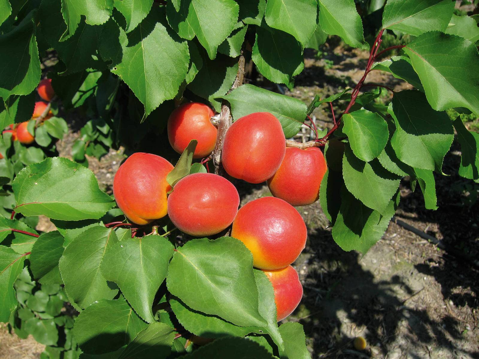 Description alternative par défaut