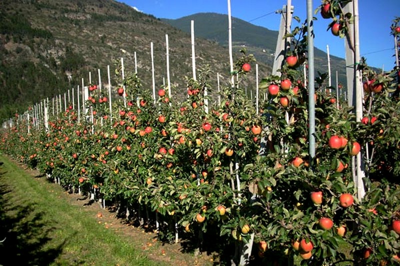 Description alternative par défaut