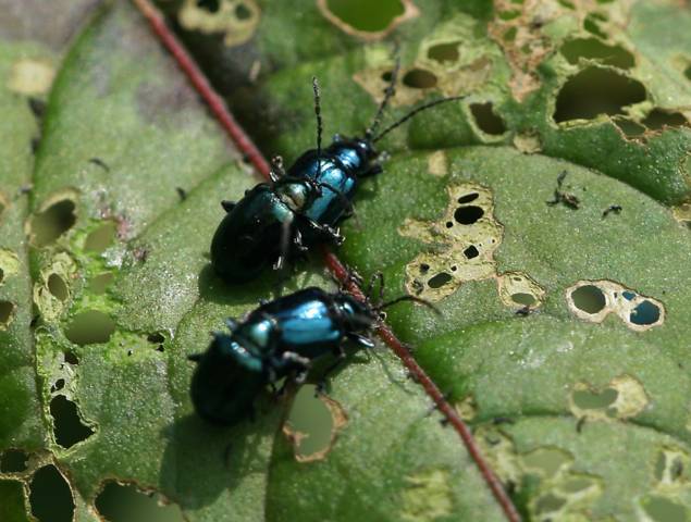 Description alternative par défaut