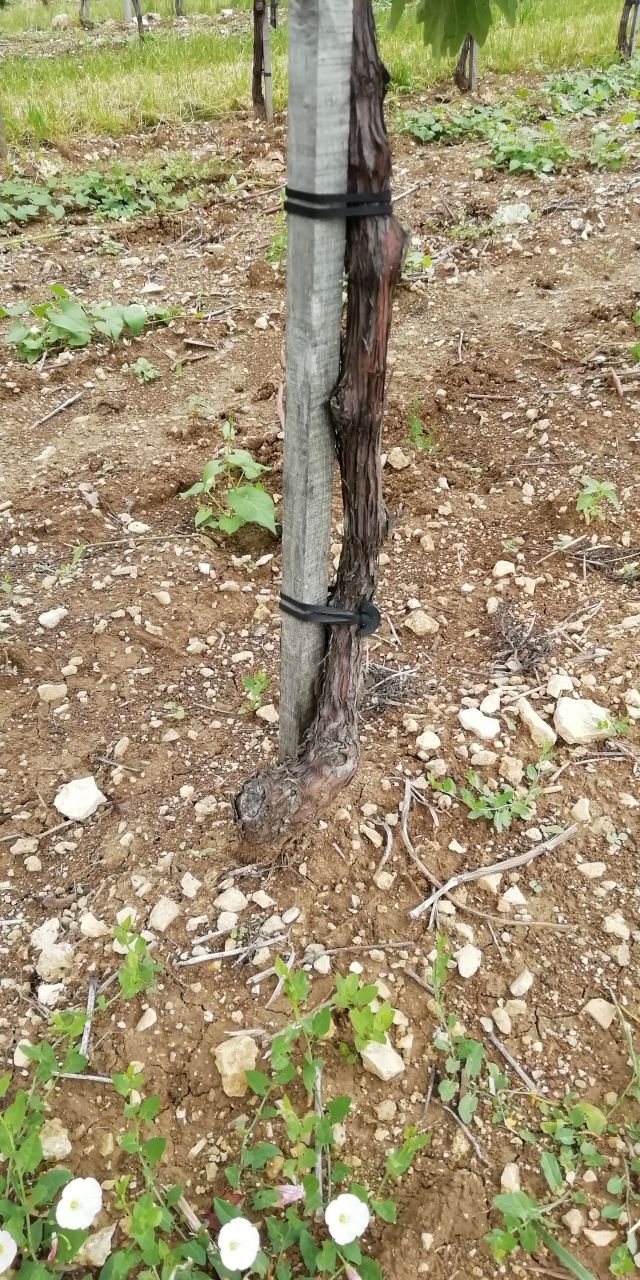 Description alternative par défaut