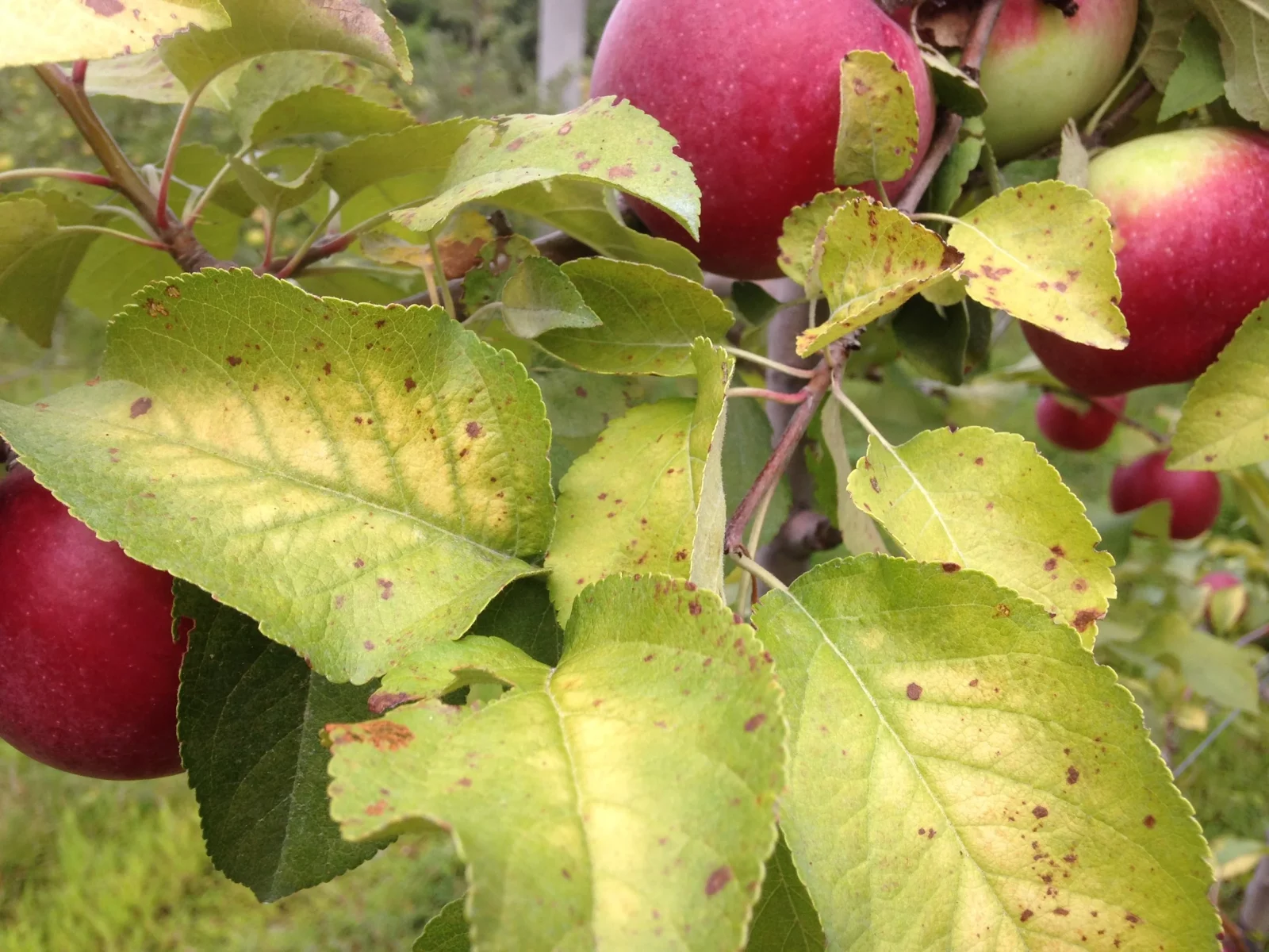 Description alternative par défaut