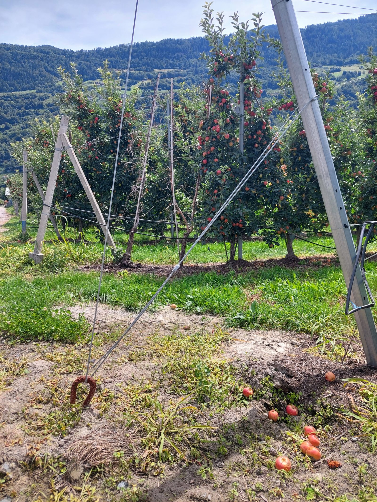 Description alternative par défaut