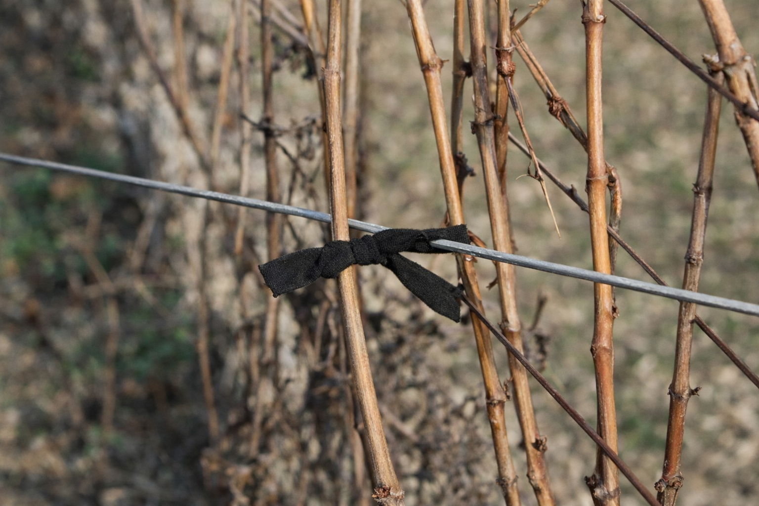 Description alternative par défaut