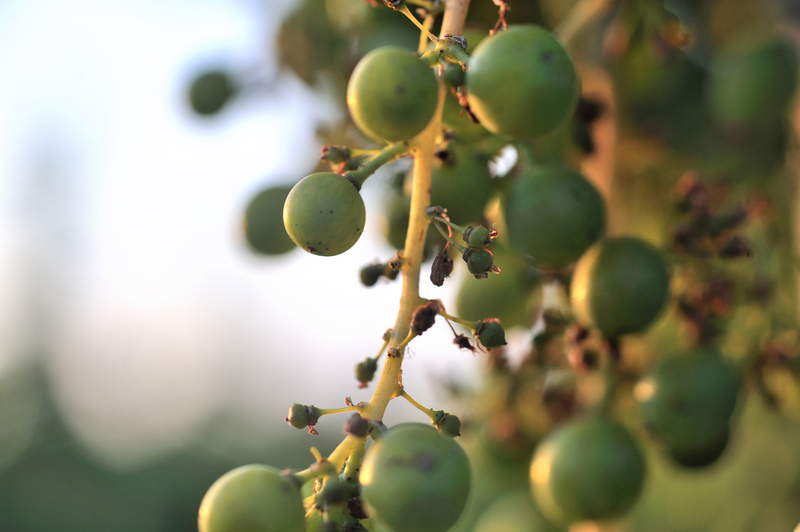 Description alternative par défaut