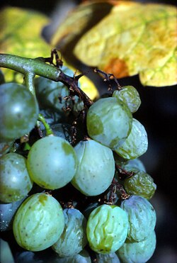 Description alternative par défaut