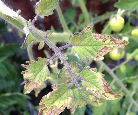 Description alternative par défaut