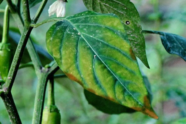 Description alternative par défaut