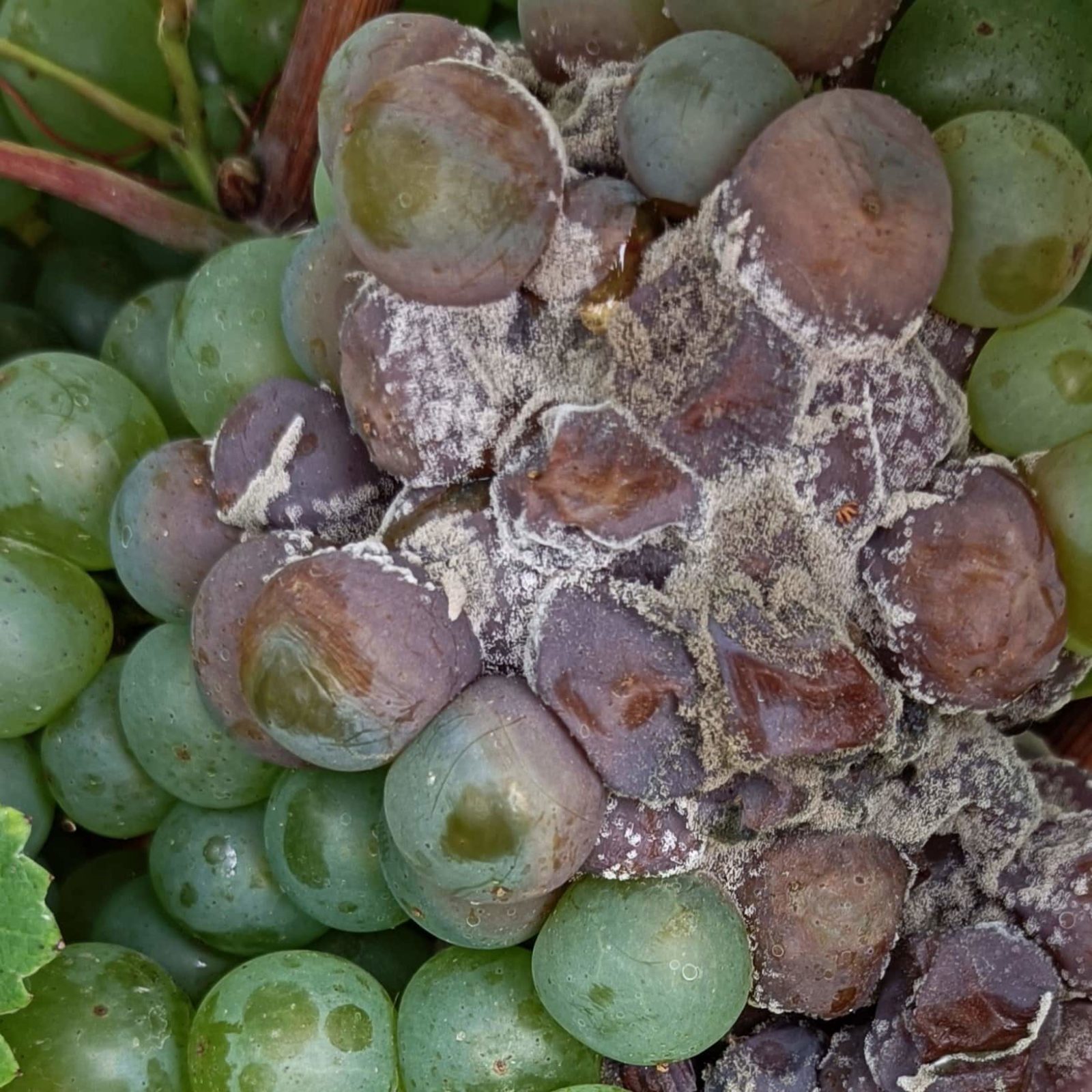 Description alternative par défaut