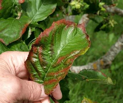 Description alternative par défaut