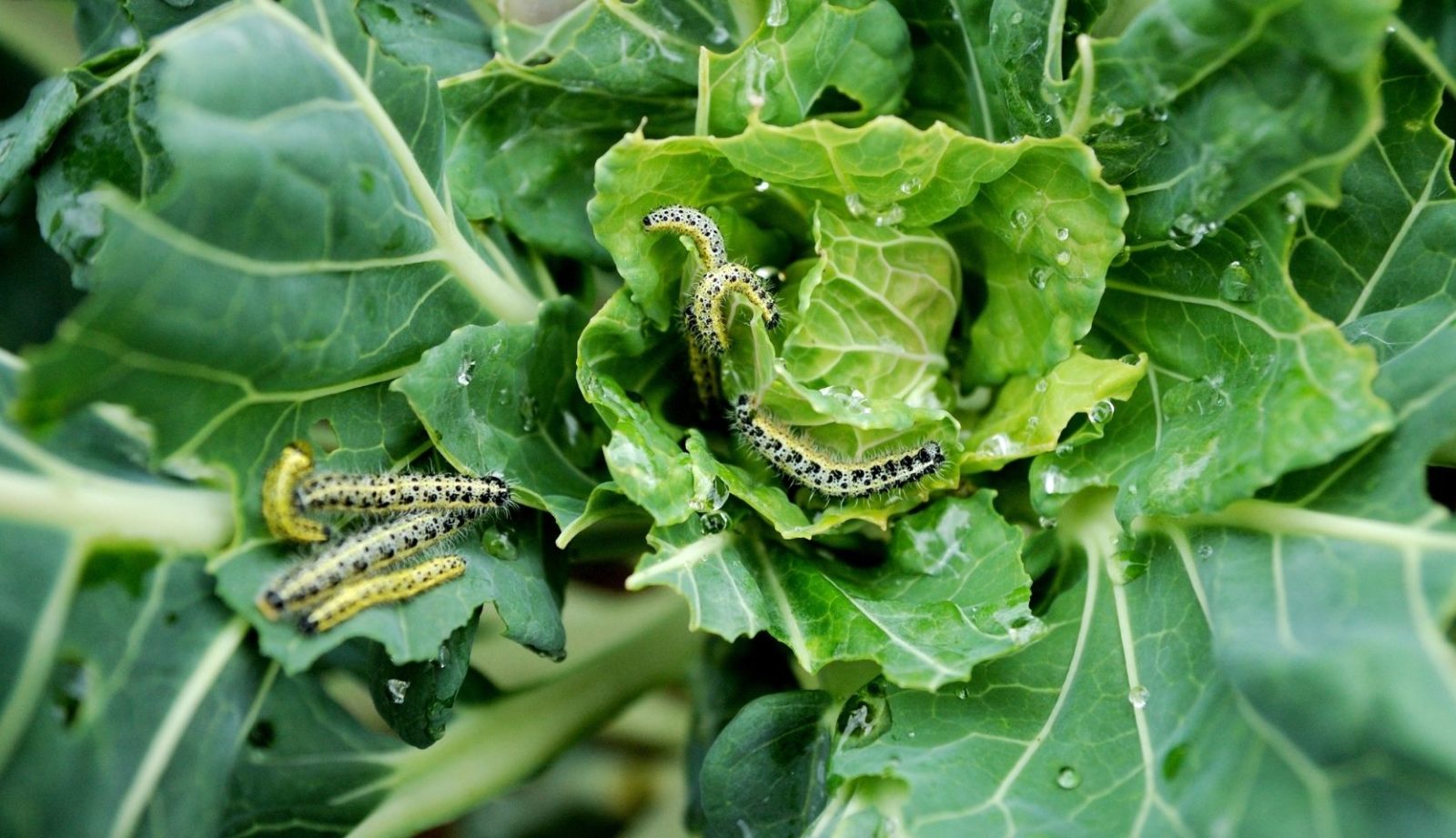 Description alternative par défaut