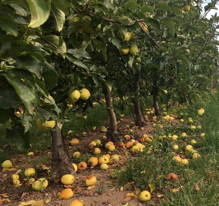 Description alternative par défaut