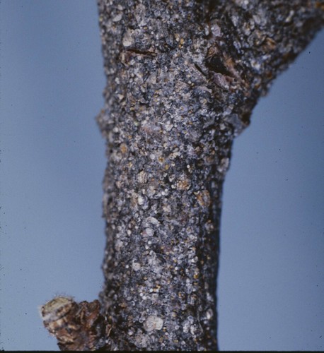 Description alternative par défaut