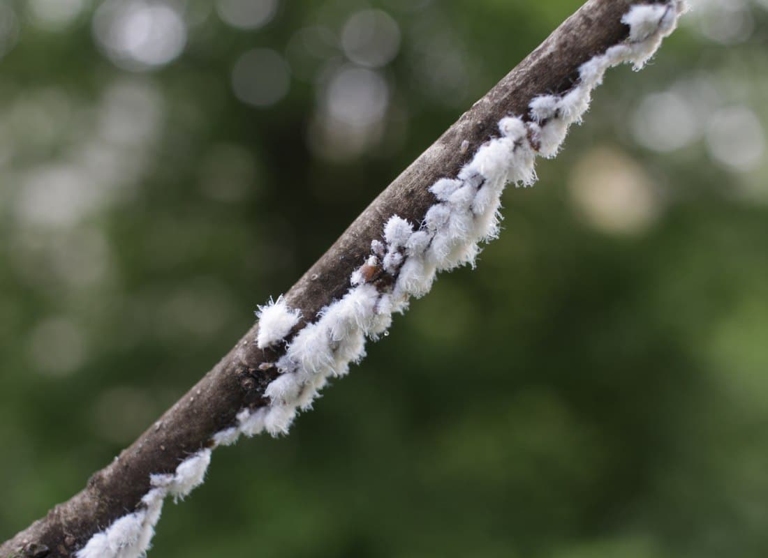 Description alternative par défaut