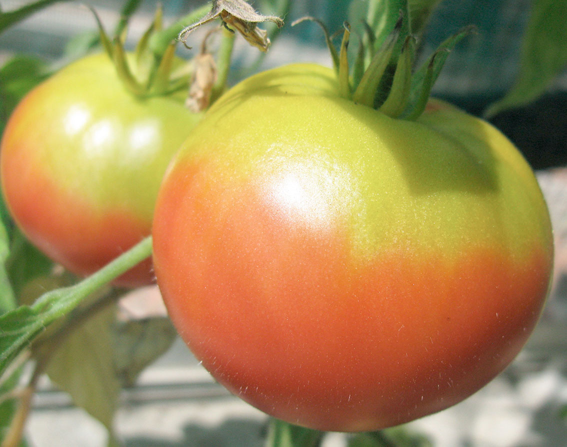 Description alternative par défaut