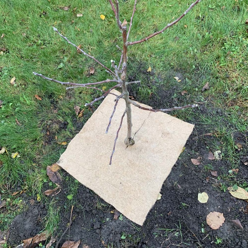 Description alternative par défaut