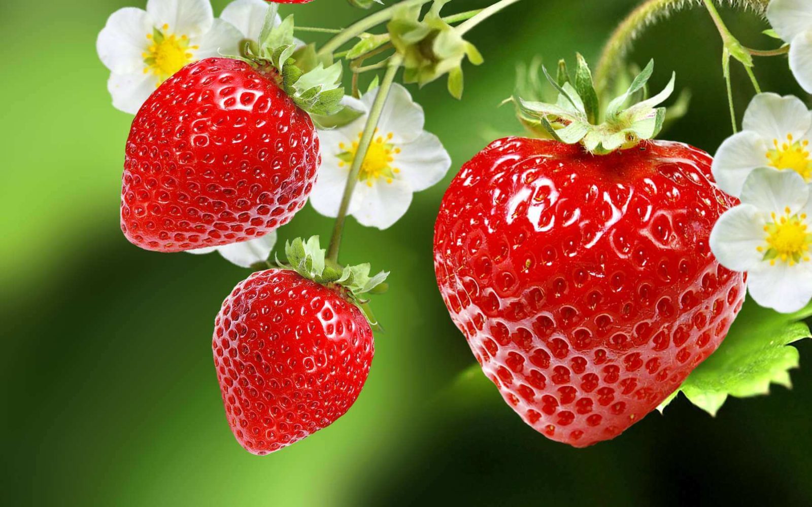 Description alternative par défaut