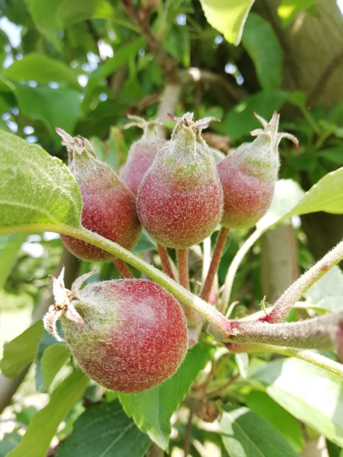 Description alternative par défaut