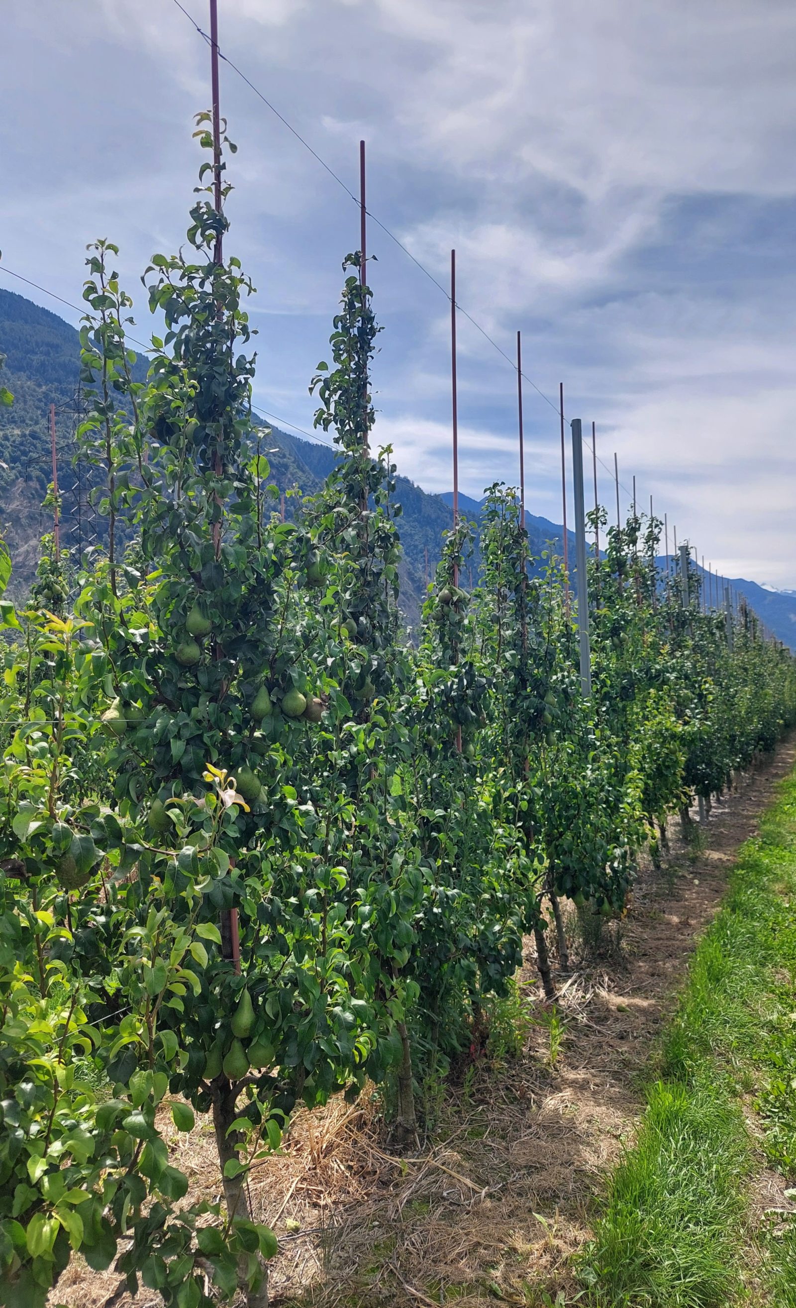 Description alternative par défaut