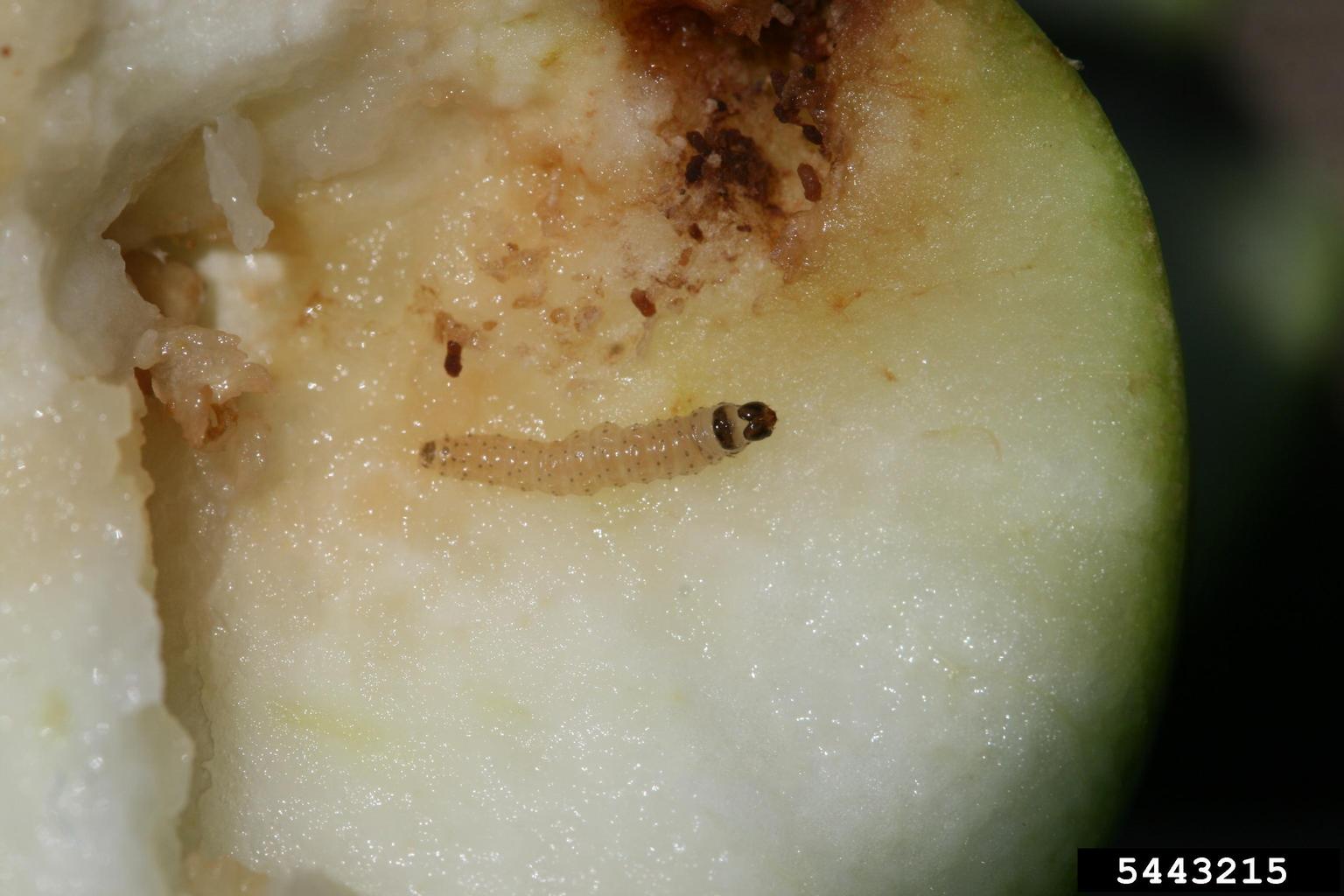 Description alternative par défaut