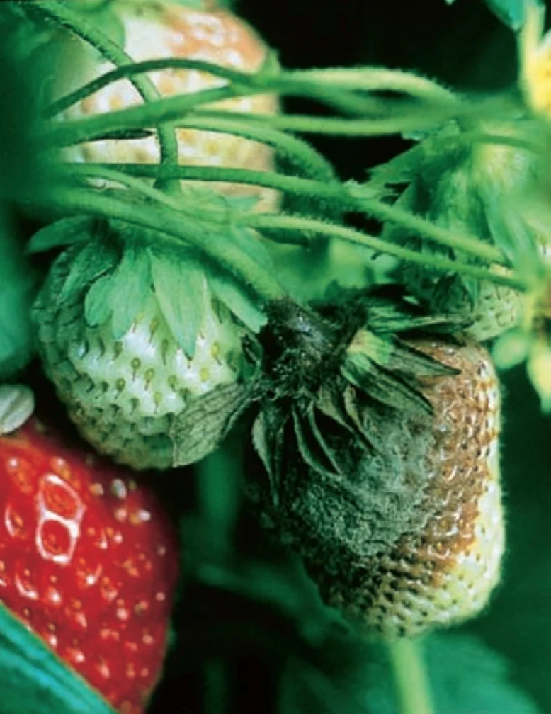 Description alternative par défaut