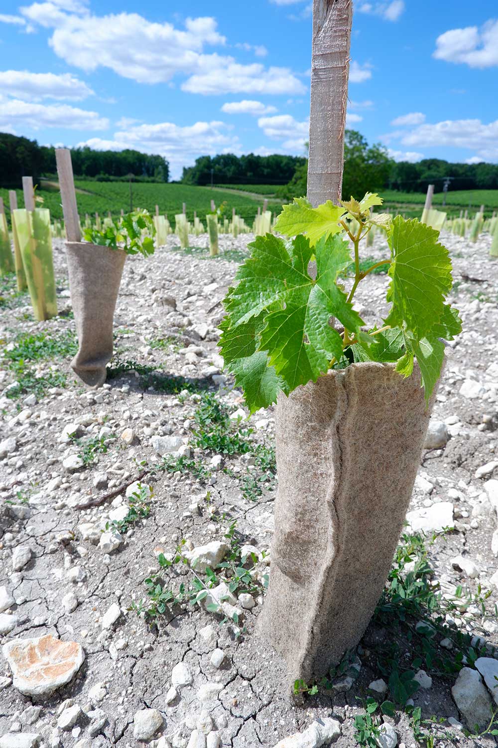 Description alternative par défaut