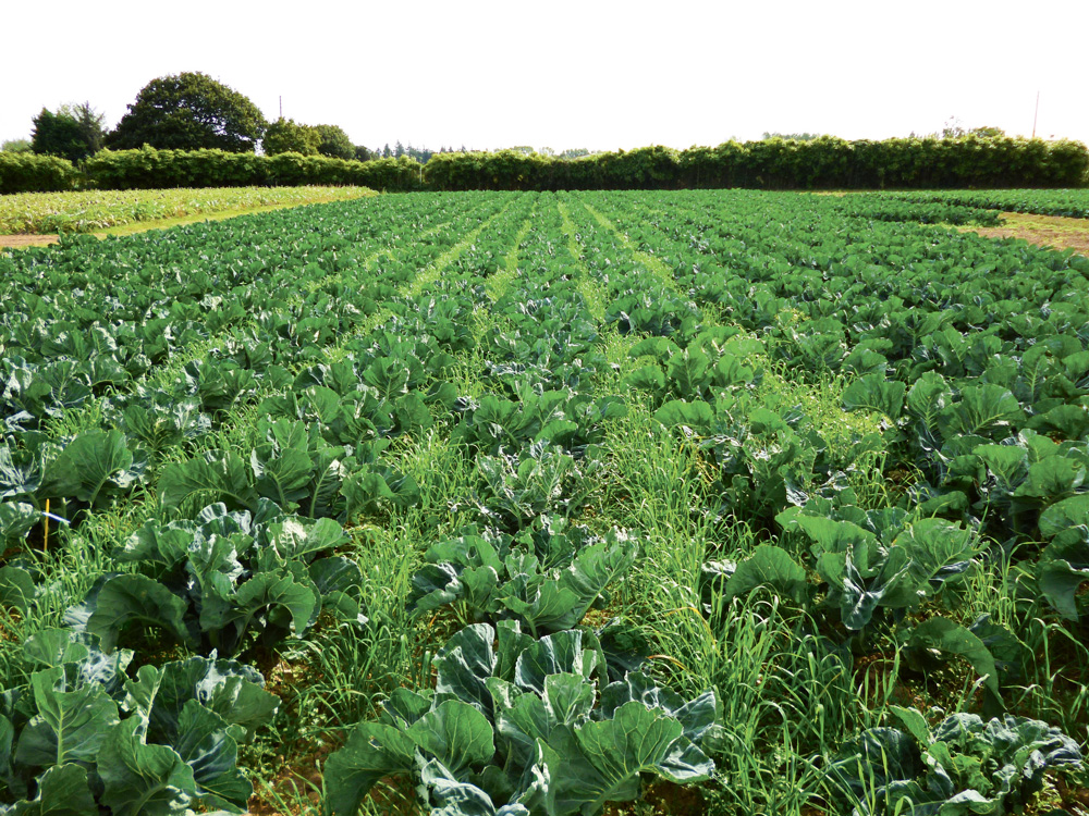 Description alternative par défaut